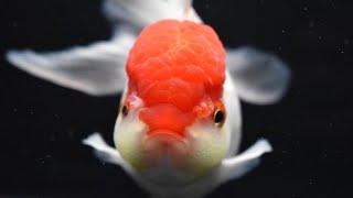 Goldfish: How to tell if Male or Female?