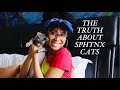 6 Things They Don't Tell You About Sphynx Cats! の動画、YouTube動画。