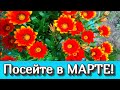 Что посеять в марте 2021/ Посев цветов, рассада с Microbionic - биоактивный почвенный концентрат.