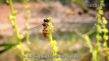 " Marmalade Hoverfly: The Pollinator You
