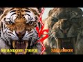 Ngandong Tiger VS Smilodon - Ngandong Tiger VS Smilodon Populator Who Would Win