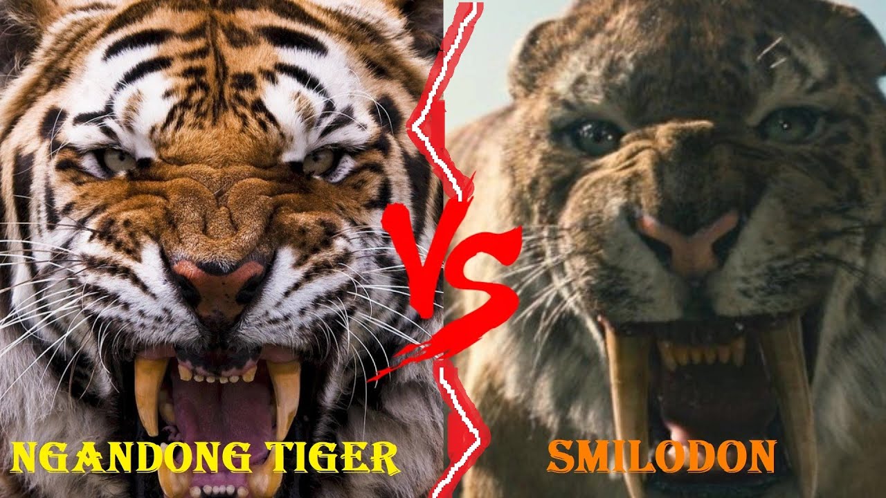 Ngandong Tiger VS Smilodon - Ngandong Tiger VS Smilodon Populator Who