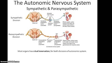 Anatomy 32 Lecture, Chapter 19 part 1