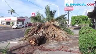 "Newton" deja daños en 4 municipios de Sonora
