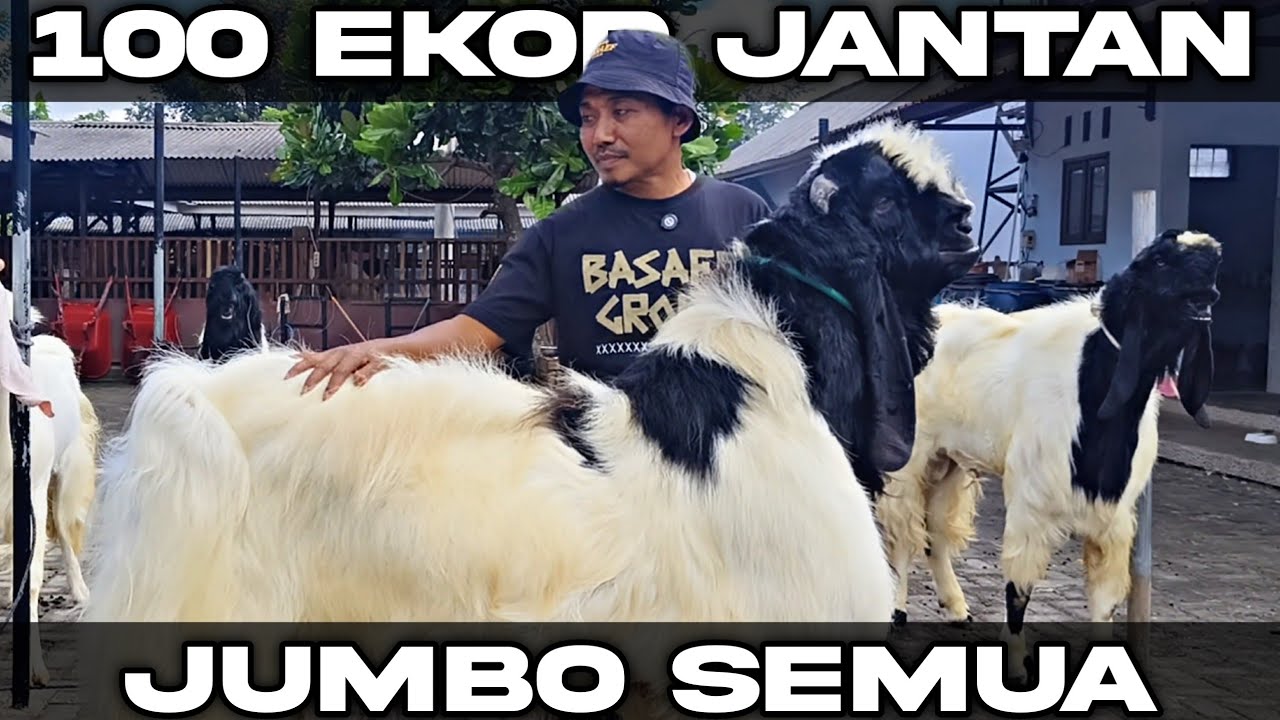TANPA BETINA DAN ANAKAN DISINI FULL KAMBING JUMBO | BASAEF FARM MALANG
