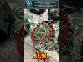 SOP: Defoliation & The "Wagon Wheel" LST Pattern | The Green Corner