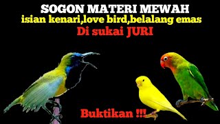 SOGON MATERI MEWAH ISIAN KENARI LOVE BIRD DAN BELALANG EMAS | KESUKAAN JURI LOMBA ‼️