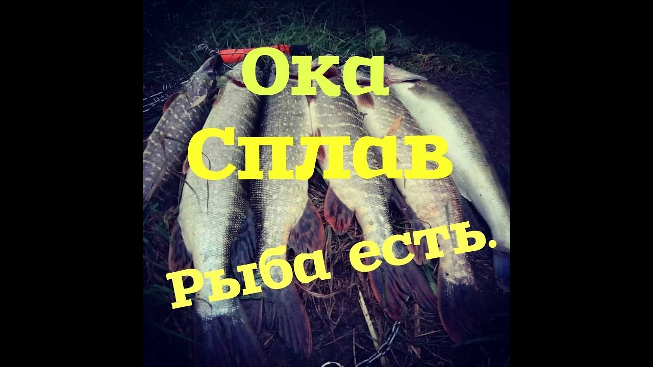 Сплав ока серпухов