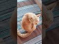 Kucing nya kaget ternyata kakinya empat 18 juni2026