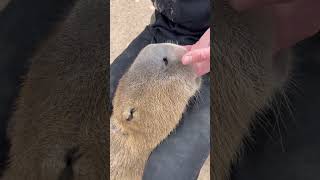 Capybara Suckles on Fingers Adorably