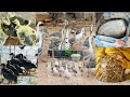 Beautiful Morning on the Farm | Satisfying Nature Sounds of Geese and Chickens in 4K