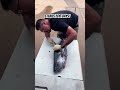 YELLOWFIN TUNA RIPPING DRAG #tuna #fishing #offshorefishing #fish #nature #naturelovers #bigfish