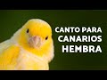 CANTO para ESTIMULAR CANARIOS Hembras 🐤♀️ (Prepara a las HEMBRAS)