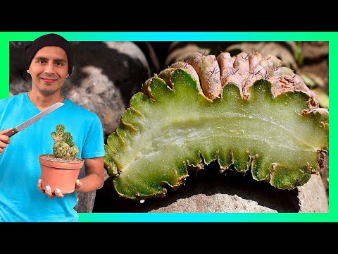 Video: Ikiwa Una Cactus