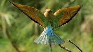 blue-cheeked bee-eater sand bath