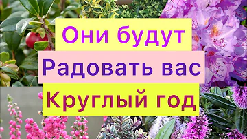 Вечнозеленые кустарники!