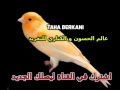 Russian Canary Singing Chant Canari-تغريد الكناري الروسي اكثر من رائع