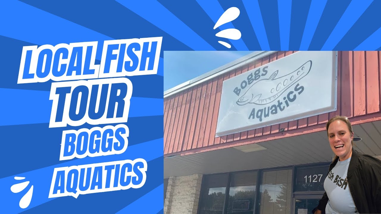 Touring Boggs Aquatics! Giant Fish and New Barbs - YouTube
