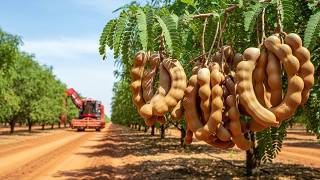 Tamarind Farming Documentary – Harvesting and Modern Processing Technology
