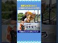 豪快イカ焼きにかぶりつく動画が飯テロすぎた