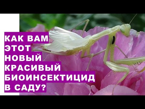 Video: Įdomiausia informacija apie maldininką vabzdį