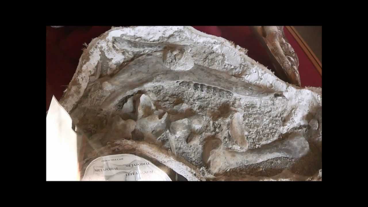 Hagerman Horse (Equus simplicidens), Hagerman Fossil Beds NM, Idaho, USA YouTube