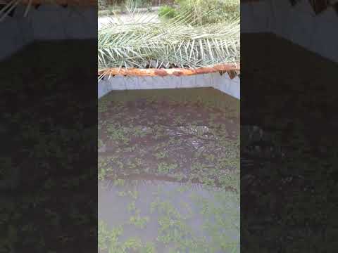 نبات الازولا اعلاف الطيور بروتين 40