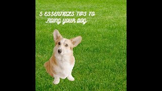 5 Essential Tips for Feeding Your Dog