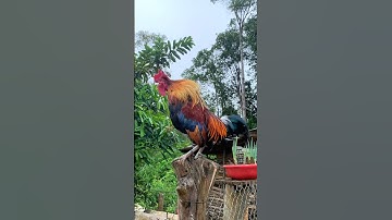 #chicken Tiếng gà rừng gáy chuẩn 2025 #shorts #garung