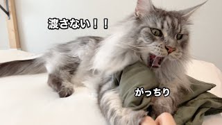 パンツを返すのを断固拒否するレムち【大きい猫 メインクーン】