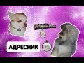 Адресник для собак