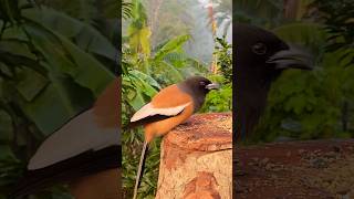Birds Feeding | Cat TV Shorts | Bird Sounds shorts birds wildlife viral trending
