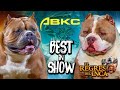 Ultimo abkc 2023  peru conoce los mejores american bully