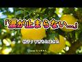 【フル歌唱】柚子/すぎもとまさと cover たっちゃん|心に沁みる名曲