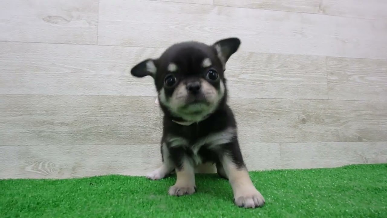 Coo&RIKU No.00747080 チワワ（スムースコート） - YouTube