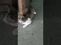 #cutecat #cat #shorts