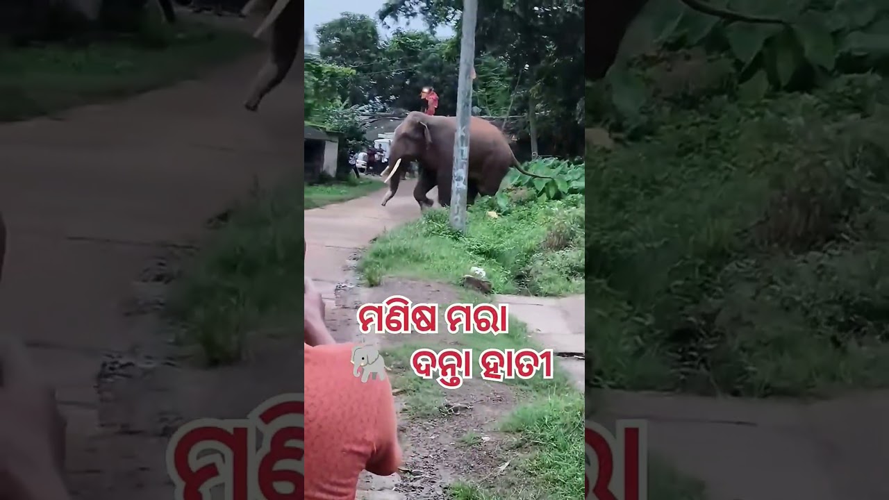#elephant