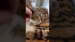 Cat Базилио спит  #cat #кот#сон