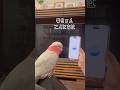 初対面のChatGPTと会話するオウム【おしゃべりモモイロインコの春ちゃん】