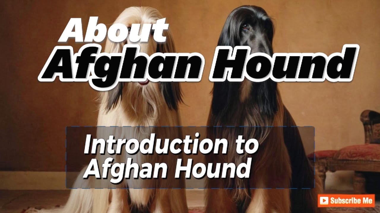 Afghan Hound Reviews || The Details of Animals