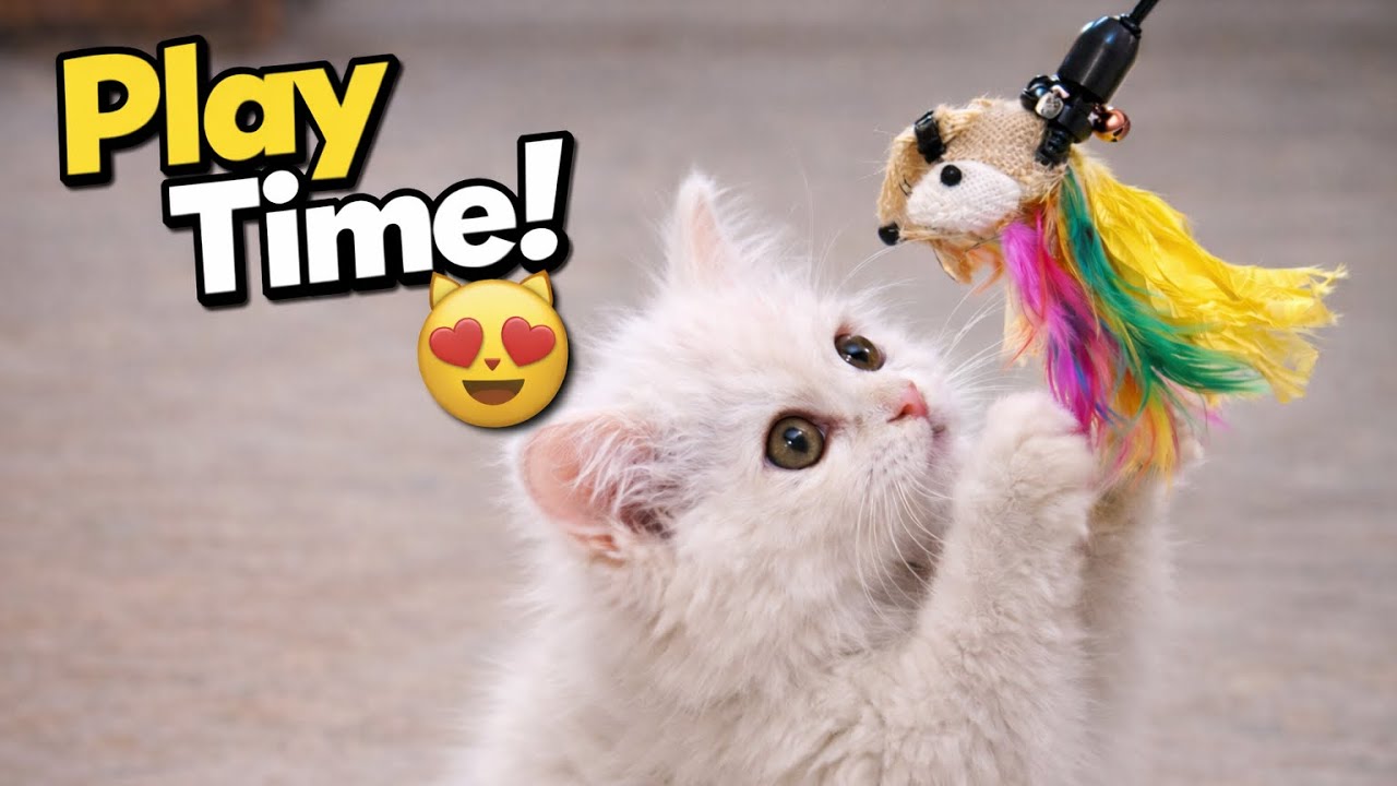 Snowy’s Crazy Play Time | Funniest Cat Video | Crazy Play Time | Snowy’s Daily Life | Day 4