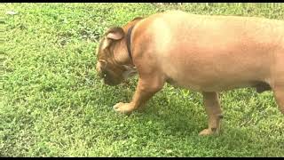 Louis Blue Chanel Rose Xl Bulliez