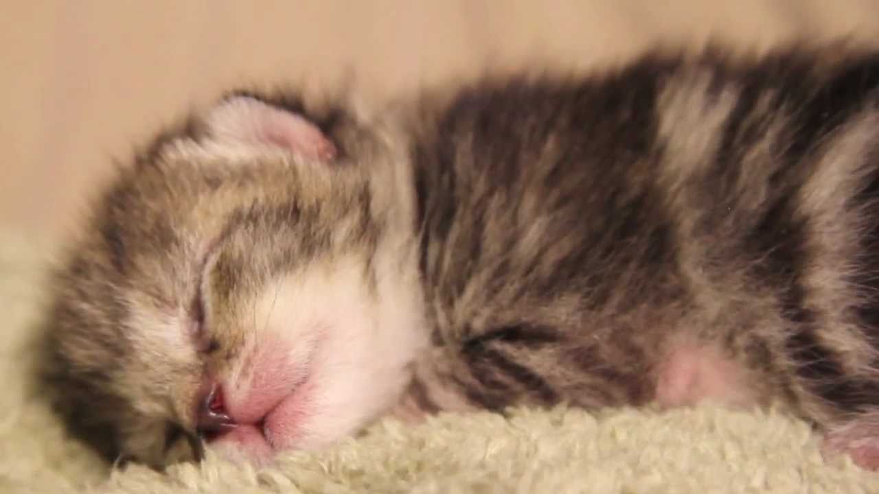 6 day old kitten