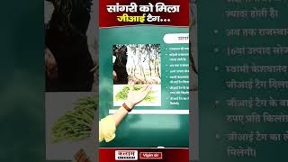 sangri#reels# ytshorts #GItag#shorts# Sangrifal#khejdi#reels #khokha#virl#rajsthan#mehndi# ytshorts