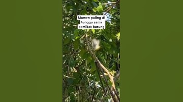 Renyah sekali tonton video fulnya #pikatsogokontong #mikatburungkecil #fyp