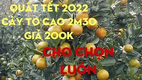 quất thế đẹp tết 2022 sđt trên clip nhé quất chum dù 50lh 0987501258