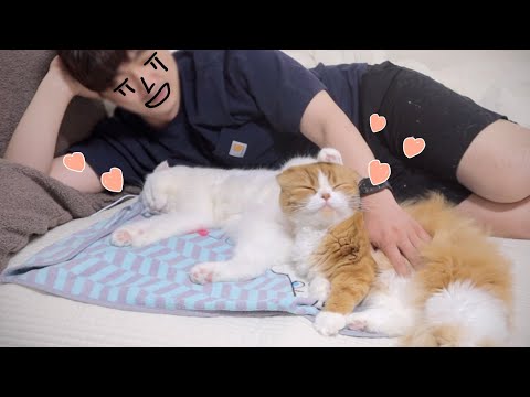 두 고양이한테 사랑받는 남자..