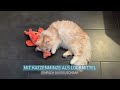 Interaktiver beweglicher Hummer - PetTec Plush Toy Hummer