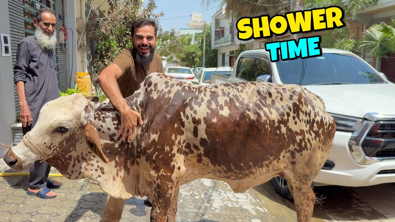 Alhamdulillah apni cow ko nehla dia aaj 😍🐂