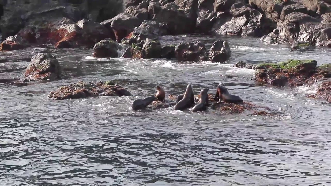 Wildlife Coast Cruises Seal Watching Cruise | Experience Oz